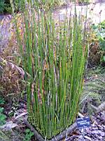 Equisetum Praealtum (fam Equisetacees) (USA, Canada) (1) (Photo F. Mrugala)